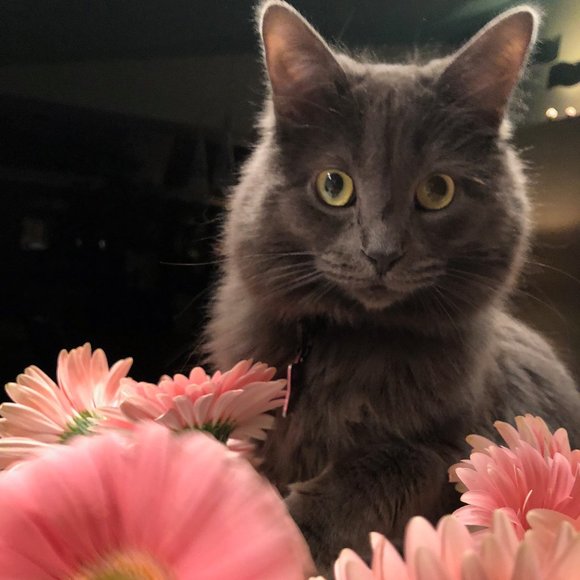 💕😸 Pet Friendly Home 💕😸 - Picture 2 of 4